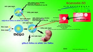 0044 ජීවිතේන්ද්‍රිය.jpg